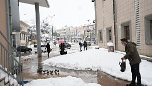 İnegöl Belediyesinden sokak hayvanlarına şefkat eli 