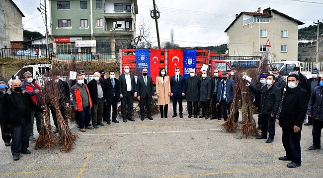 Keles'te 10 bin badem fidanı dağıttı