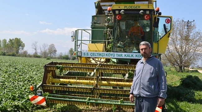 Yenişehir'de ıspanak hasadı başladı