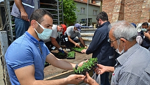 Gemlik'te binlerce domates fidesi dağıtılıyor 
