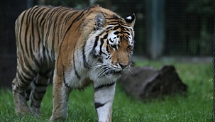 Bursa Hayvanat Bahçesi kapılarını açtı 