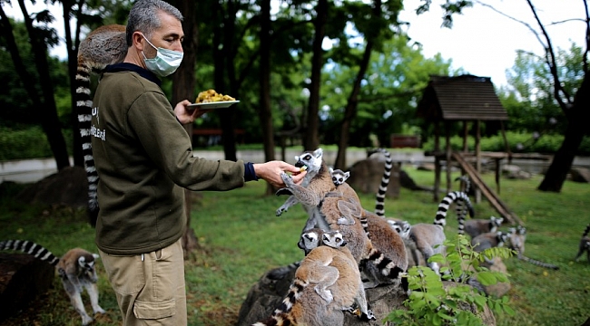 Bursa Hayvanat Bahçesi'nde lemur sayısı 30'a çıktı