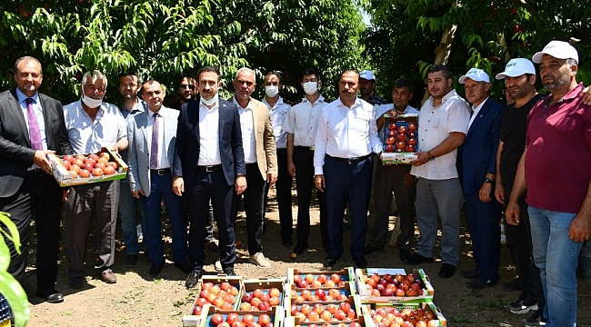 İznik'te nektarin hasadı şenlik ile başladı