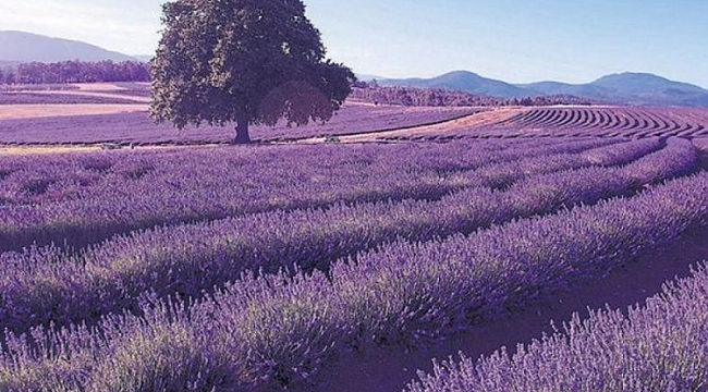 Hazine arazisinde tıbbi bitki yetiştirme fırsatı