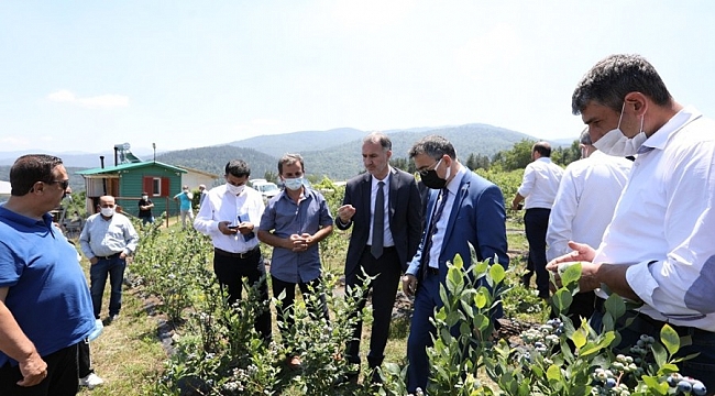 İnegöl'de yaban mersininde hedef büyük