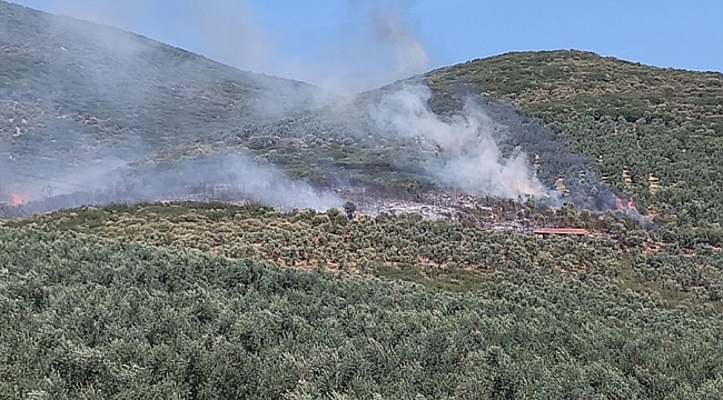 Gemlik'te hastane yakınında orman yangını