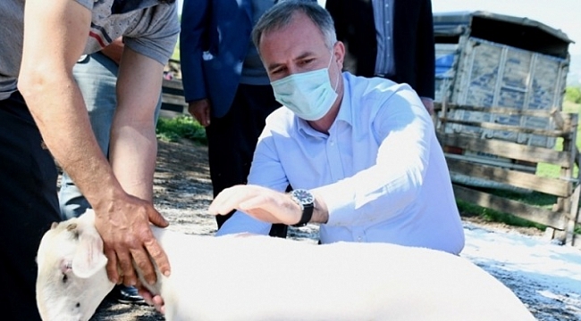 İnegöl'de Küçükbaş Hayvancılık Festivali başlıyor