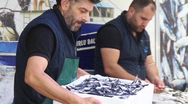 İstavritin kilosu 5 liraya düştü!