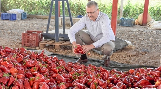 Karacabey'de kırmızı biber bereketi