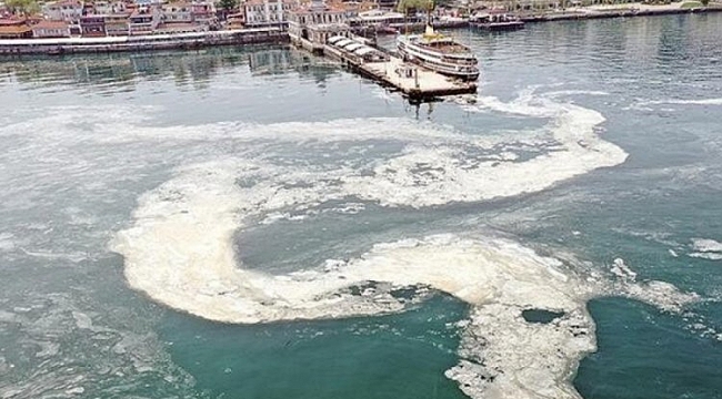 Marmara'dan balık yenir mi? Uzmanlar yanıtladı