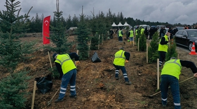 Bursa'da 7,5 milyon fidan toprakla buluşacak!