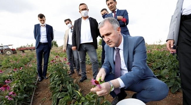 İnegöl'de ilk kez ekinezya hasadı yapıldı