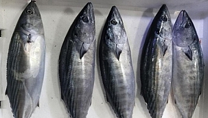 Palamut nesli tehlikede! 