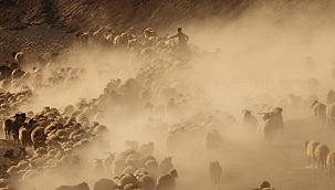Van'da kuraklık nedeniyle yayladan erken dönüş 