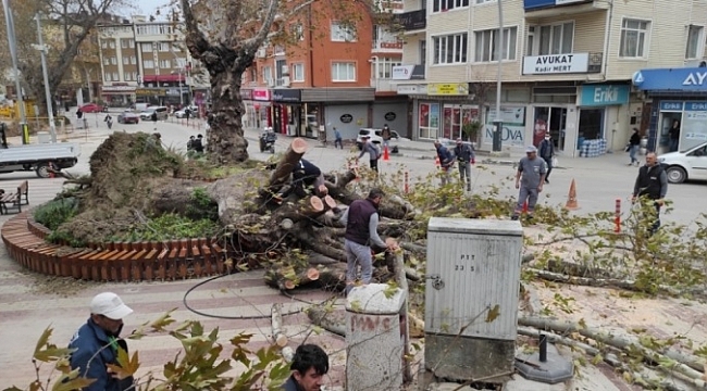 Kestel'de şiddetli lodos 270 yıllık tarihi çınarı devirdi!