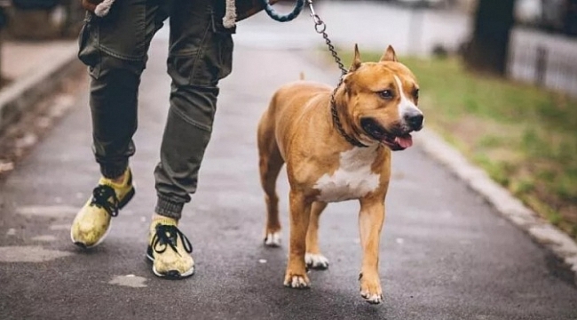 Pitbull saldırılarında suçlu hayvanlar mı yoksa sahipleri mi?
