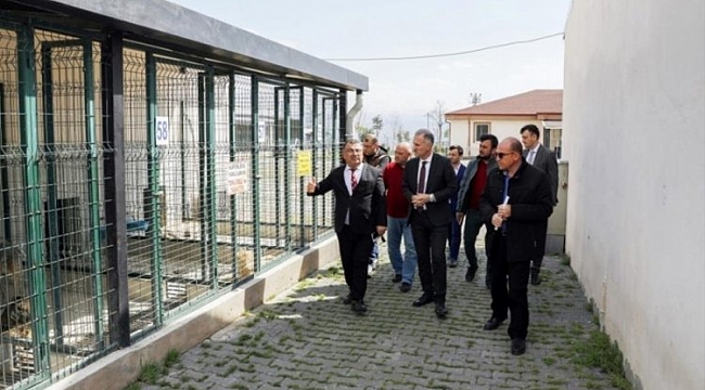İnegöl'de sahipsiz hayvan kalmayacak
