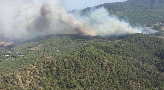 Muğla Dalaman'da orman vurgunu
