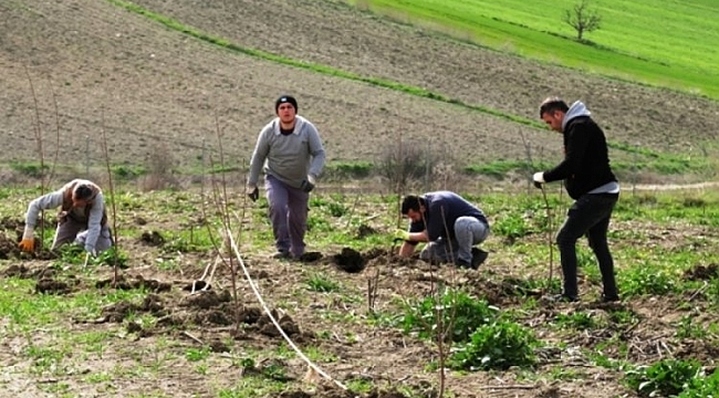 Nilüfer'de 45 dekarlık alan meyve fidanlarıyla donatıldı