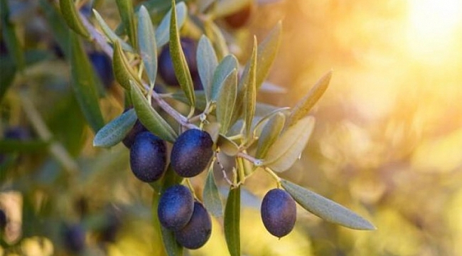 Zeytin ihracatı rekora gidiyor