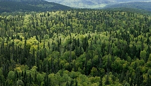 4 şehirde bazı alanlar orman sınırları dışına çıkartıldı