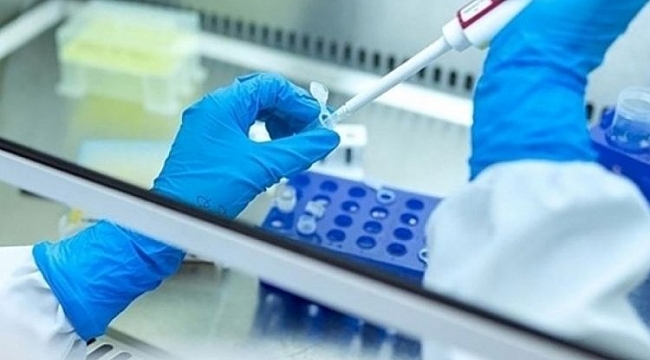 Gizemli hepatit evcil hayvanlardan mı bulaştı?