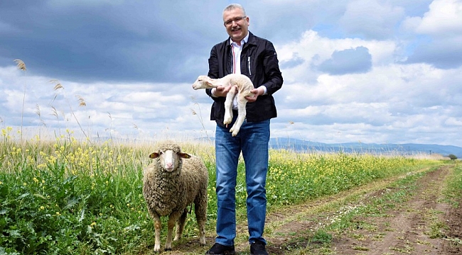 Karacabey'de yılın ilk domates fidesi ekimi