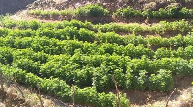 21 bin kök kenevir bitkisi ele geçirildi