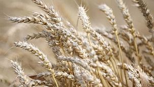 Buğday ve arpa alım fiyatı açıklandı