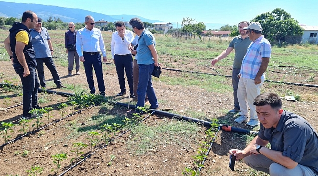 Bursa'da 'Engelsiz Tarım' projesinde ilk hasat temmuzda