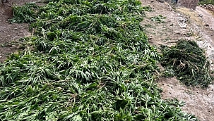 Mardin'de jandarmadan uyuşturucu operasyonu