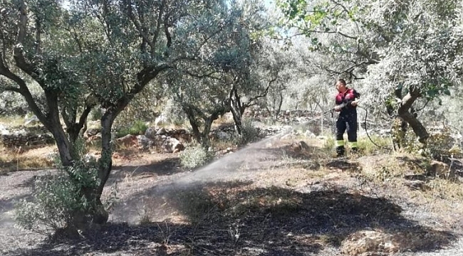 Muğla'da zeytinlikte yangın çıktı