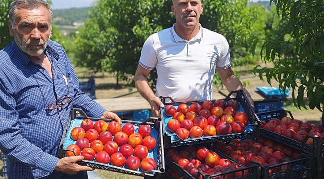 İnegöl'de şeftali hasadı başladı