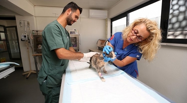 Nilüfer'de kedi kliniği açıldı