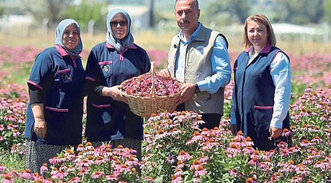Üretici kadınların geliri ekinezyadan