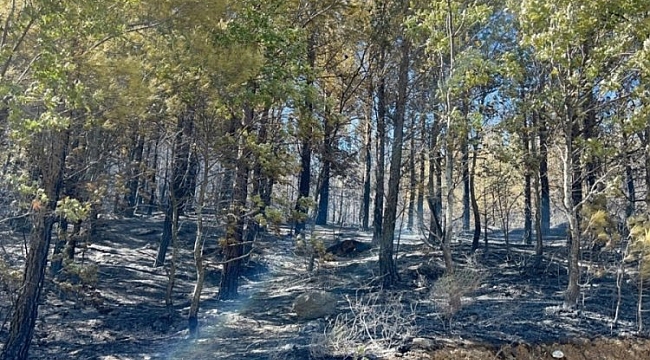 Antalya'da orman yangını kontrol altına alındı