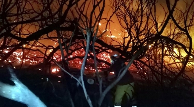 Antalya'da sazlık ve ağaçlıkta çıkan yangın söndürüldü