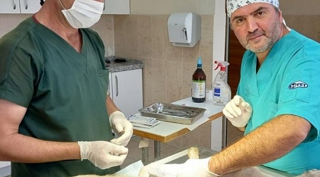 İnegöl Belediyesi'nden veteriner hekimlerle iş birliği