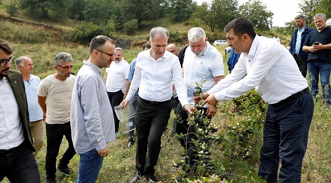 İnegöl'de aronya hasadı başladı