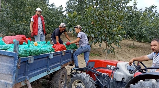 İnegöl'de ceviz hasadı başladı