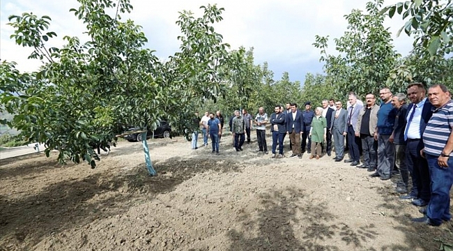 İnegöl'de ceviz hasadı başladı