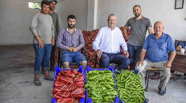 Karacabey başkanı biber üreticilerinin hasadına katıldı