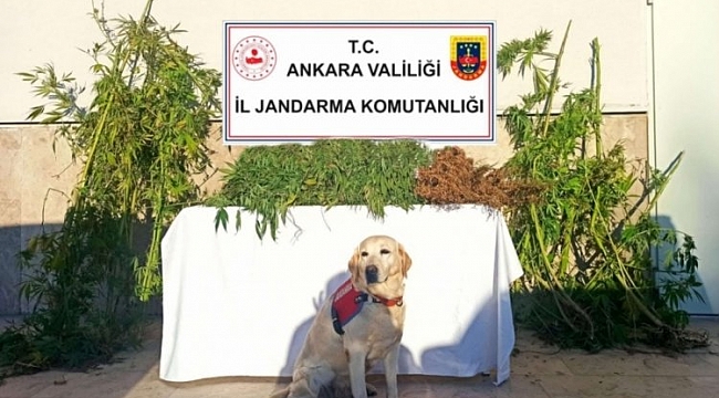 Ankara'da zehir tacirlerine operasyon