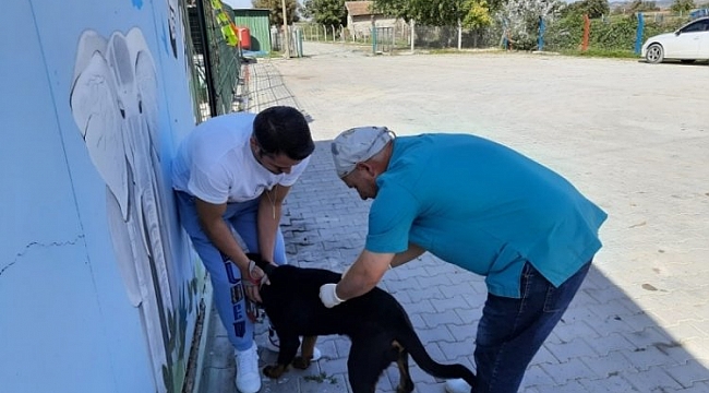 Mustafakemalpaşa'da kuduz aşısı kampanyası başlatıldı