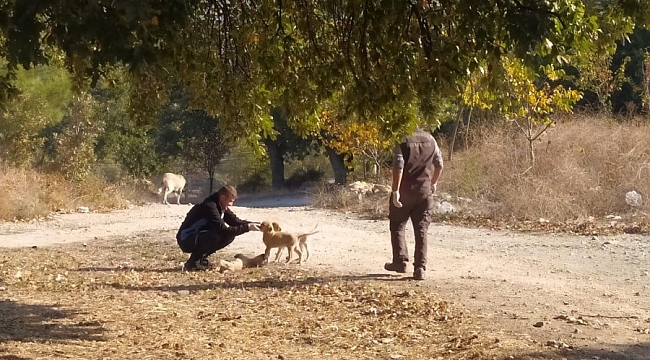Orhaneli Belediyesi sokak hayvanlarının yanında