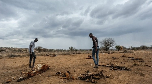 Kenya'da kuraklık yaban hayvanlarını yok ediyor