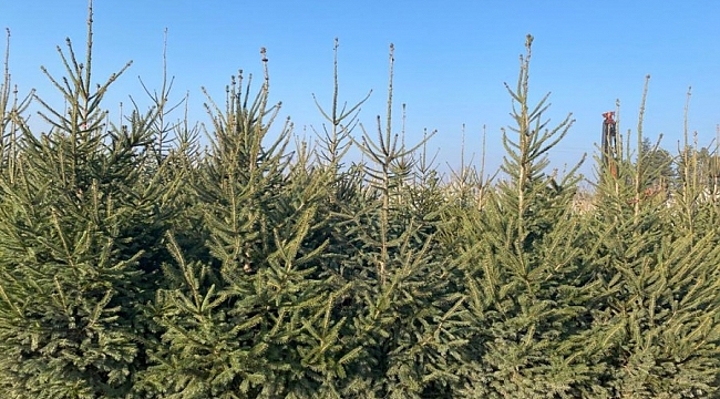 Bursa'da ormanlar için alınan yeni yıl tedbirleri
