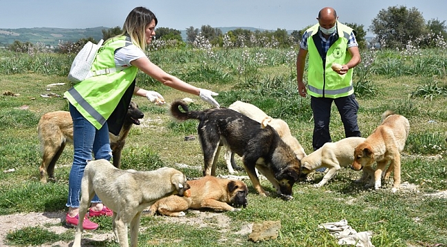 Büyükşehir'den sokak hayvanlarına şefkat