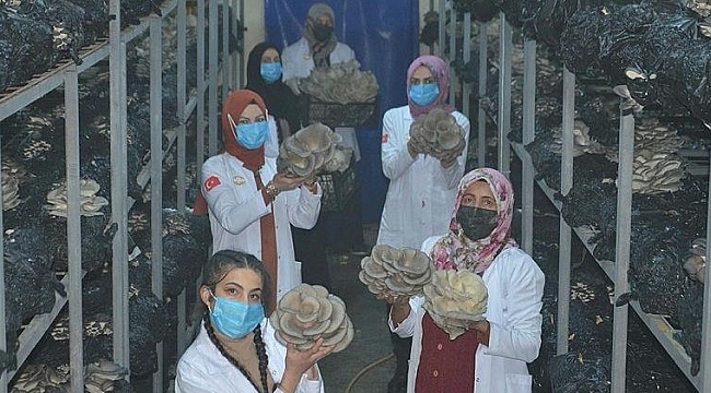 Kayserili kadınlar yılda 12 ton mantar üretti