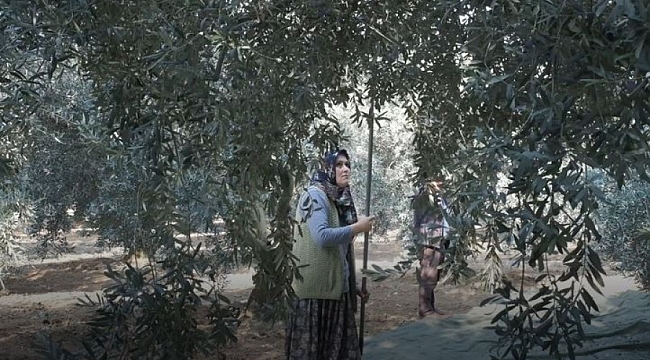 Mustafakemalpaşa'da zeytin hasadı sürüyor